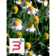 tsa matricaria chamomilla 50ml