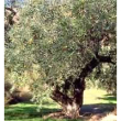 tsa olea europea 50ml