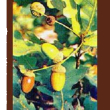 tsa quercus robur 50ml