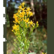 tsa solidago virgaurea 50ml