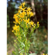 tsa solidago virga aurea 50ml
