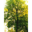herboplanet tsa tilia europea 50ml