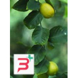 msa citrus limonum 50 ml