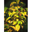 herboplanet msa cornus sanguinea 50ml