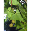 herboplanet msa platanus orienta 50ml