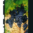 msa vitis vinifera 50ml