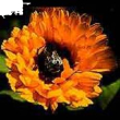 calendula ei gocce 50ml
