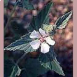altea ei gocce 50ml
