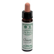 ainsworths chicory 10ml