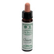 chicory 10ml ainsworths