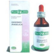 phitolarix angelica 100ml