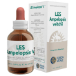 les ampelopsis weitchii gocce