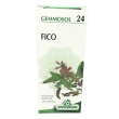 ficus 24 gemmosol 50ml