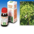 specchiasol angelica 55 tintura madre 50 ml