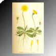 pilosella astrum rugiada 50ml