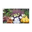 lvs 32n allium sativum compositum integratore fitoterapico 60 ml