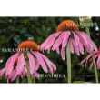 echinacea ang.gocce 100ml sarand