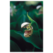 northen lady's slipper essenze floreali dellalaska 7,4