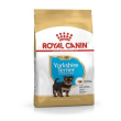 bhn yorkshire terrier pup1,5kg