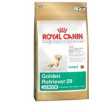 bhn golden retriever puppy 3kg