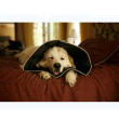 comfy cone collare elisabettiano innovativo xl diametro 30 cm