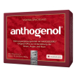 la strega opc masquelier anthogenol 90 capsule