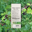 oti riber nigrum macerato glicerico riniti allergiche 100 ml