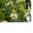 eie tiglio gtt 30ml