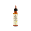 chestnut bud bach original 20 ml