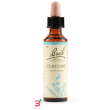 chicory bach orig 20 ml