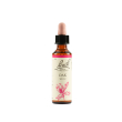 oak bach original 20 ml