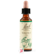 walnut bach orig 20 ml