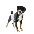 pannolini fasc cani masc 2 12p