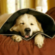 collare comfy cone xsmall 11cm