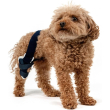jump - tutore ortopedico ginocchio sinistro per cani taglia xxs