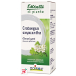 crataegus boiron macerato glicerico 60 ml