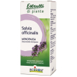 boiron salvia offic ei 60ml