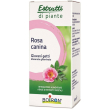 rosa canina mg 60ml int