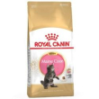 rc kitten main coon 2kg minsan 977962671