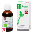 sequoia macerato glicerico 50 ml bio