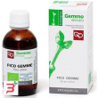 fico macerato glicerico 50 ml bio