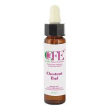 chestnut bud cfe sto bot 10ml