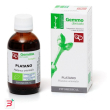 platano macerato glicerico 50 ml bio