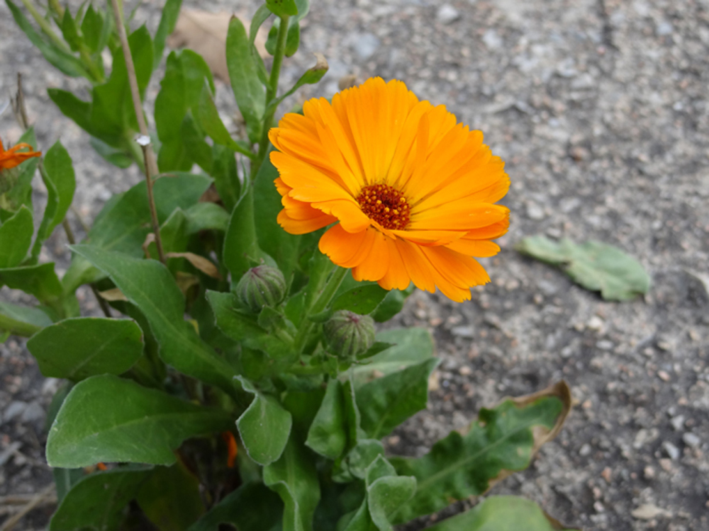 Proprietà Della Calendula Sulla Pelle Calendula, la pianta medicinale amica della pelle!