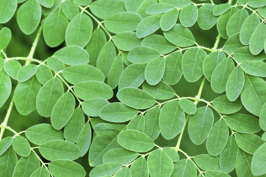 moringa-oleifera-propriet-del-miracle-tree-prezzifarmaco-blog