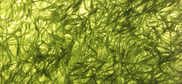 alga-klamat