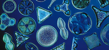 terra diatomacea