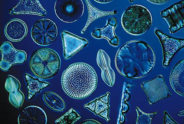 Le Diatomee: microalghe da scoprire - PrezziFarmaco Blog