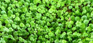 Vaso Cell 60 Capsule A 24 05 Oggi Al Miglior Prezzo Prezzifarmaco It