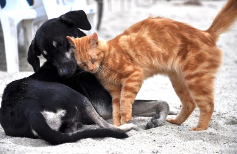 Migliori antiparassitari per cani e gatti